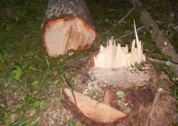 В Куженерском лесу на 230 тысяч рублей незаконно нарубили сосен